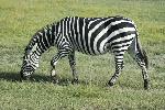 Zebra stepná